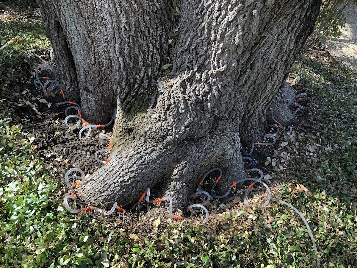 Detailed Tree Cabling and Bracing job site in Suquamish