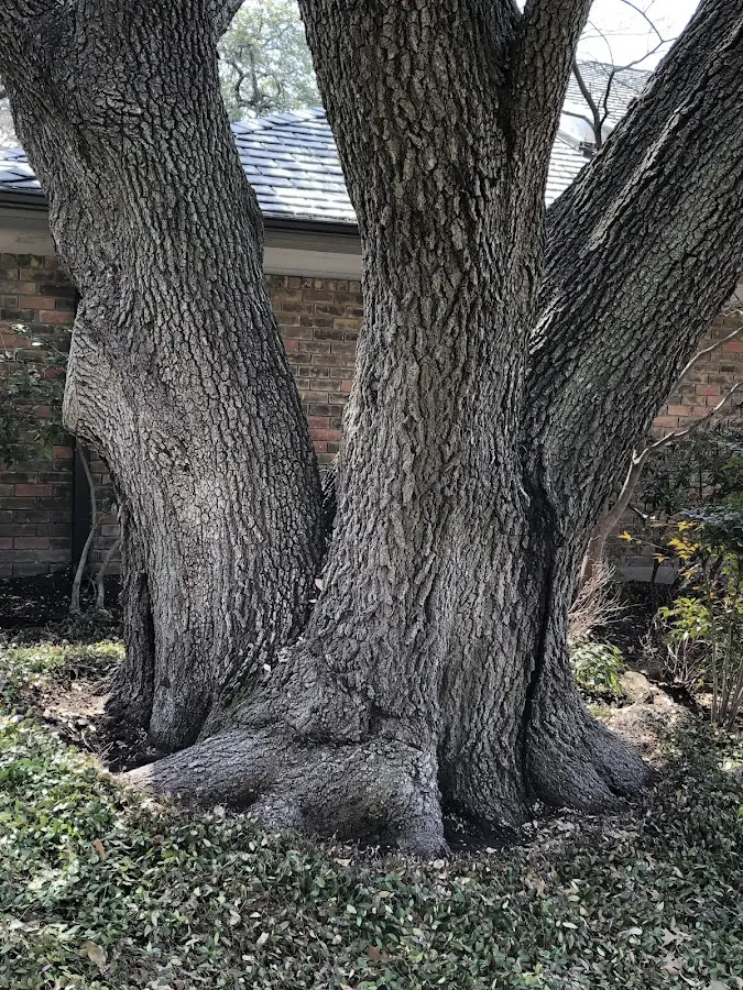 Mature heritage tree close to a Suquamish property cared for by certified arborists
